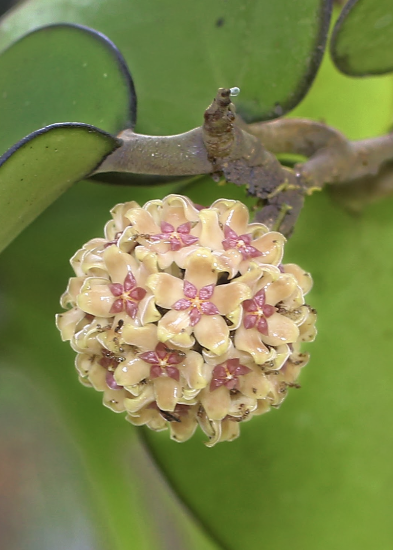 Bunga Hoya