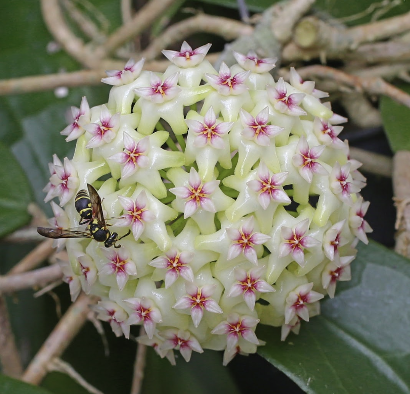 Hoya Vercilata var Puspahandayani