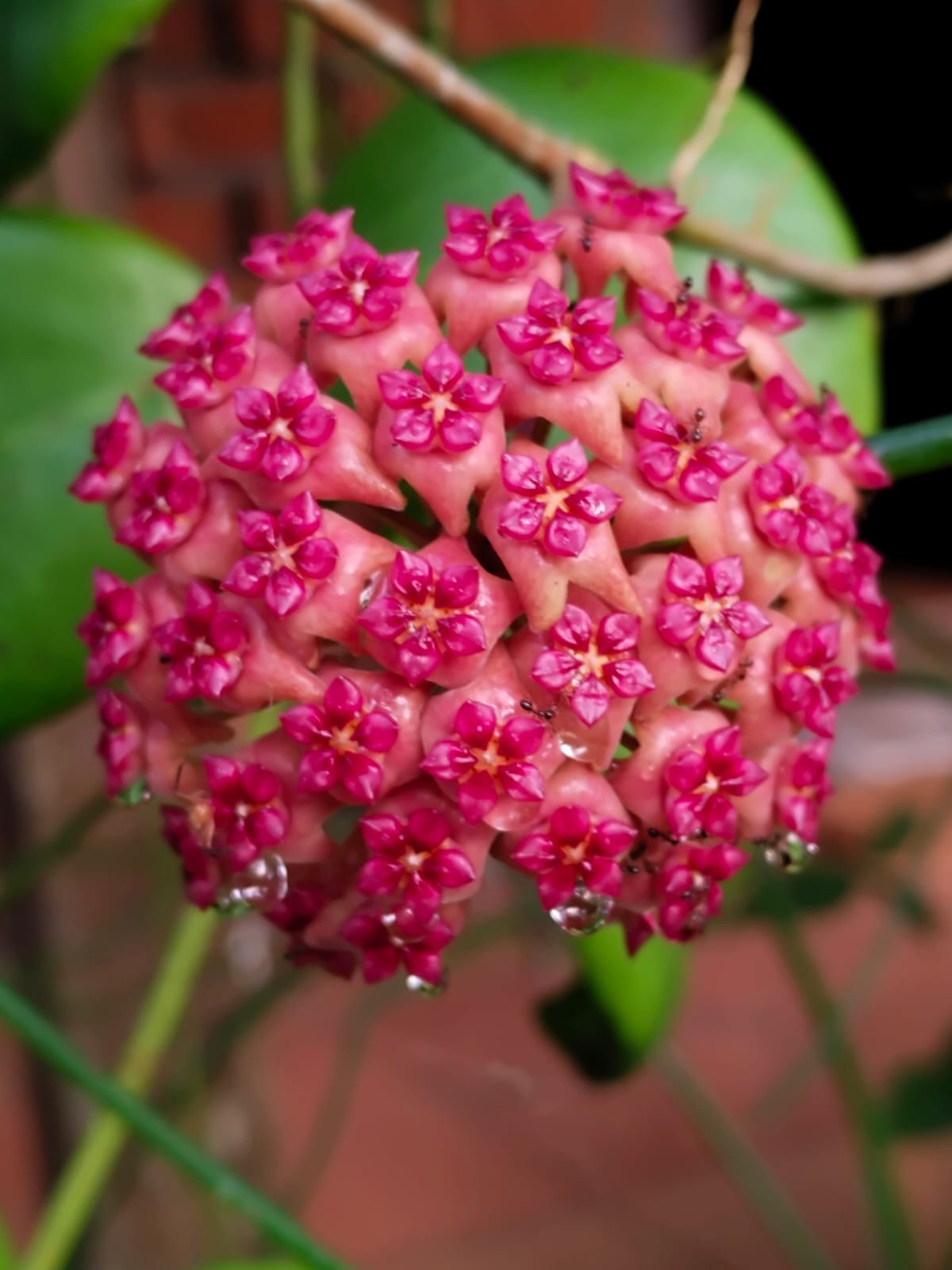 Hoya Purporefusco var Katra Aruna