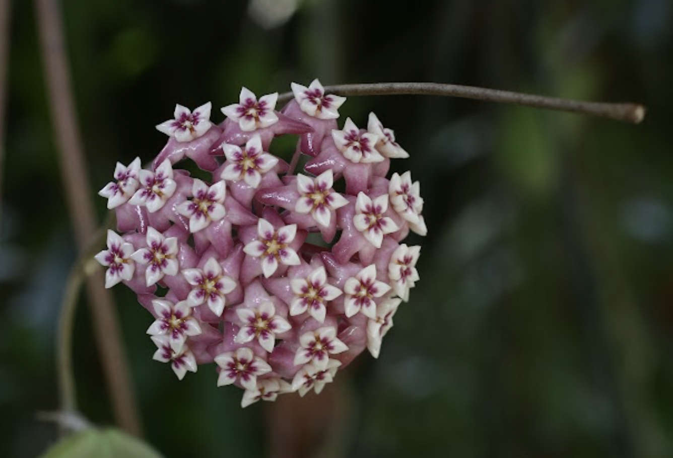 Hoya Vercilata Pink Gn Kidul
