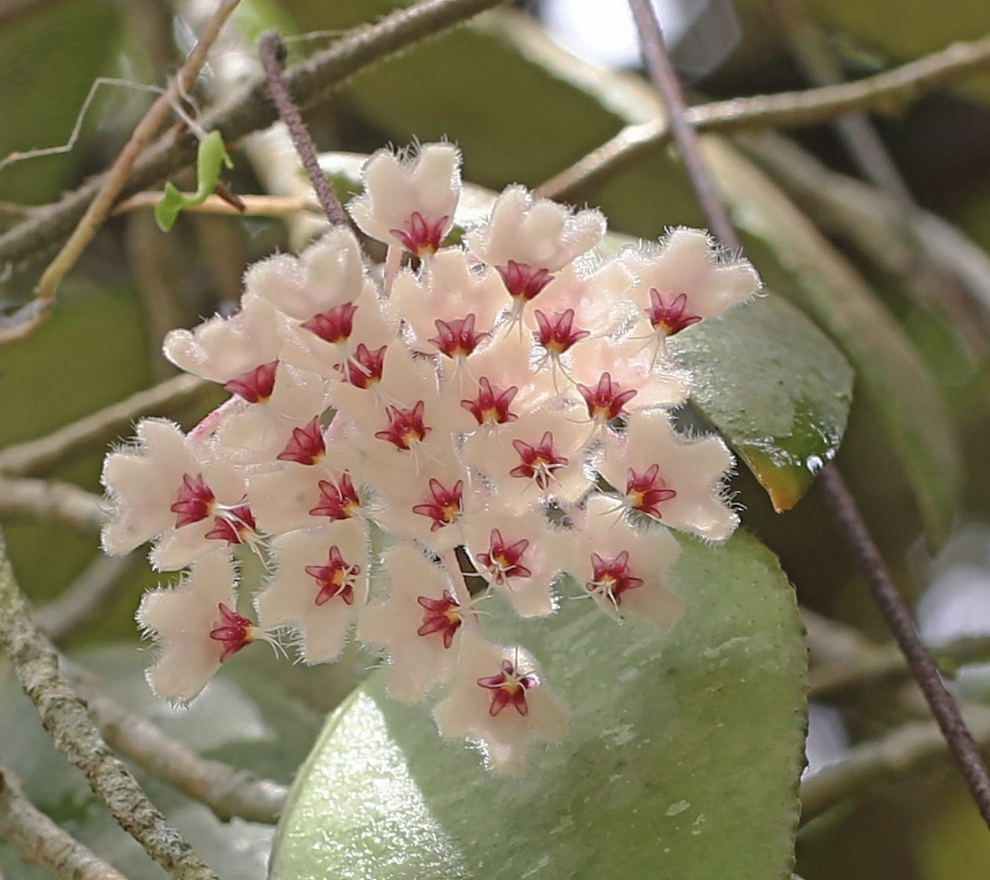 Hoya caudata