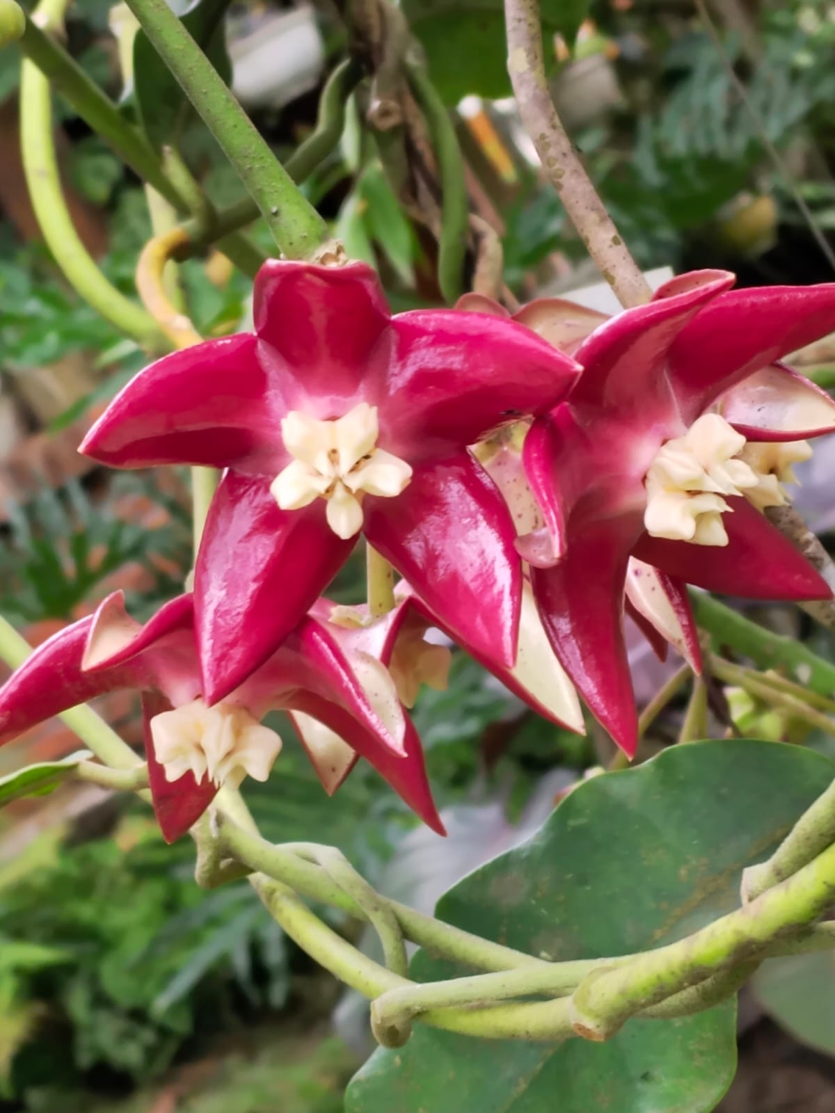 Hoya